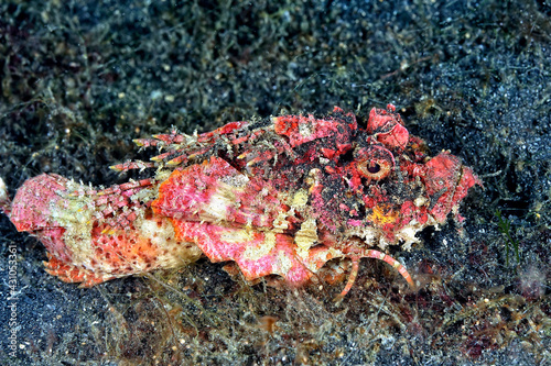 A picture of a devil scorpionfish