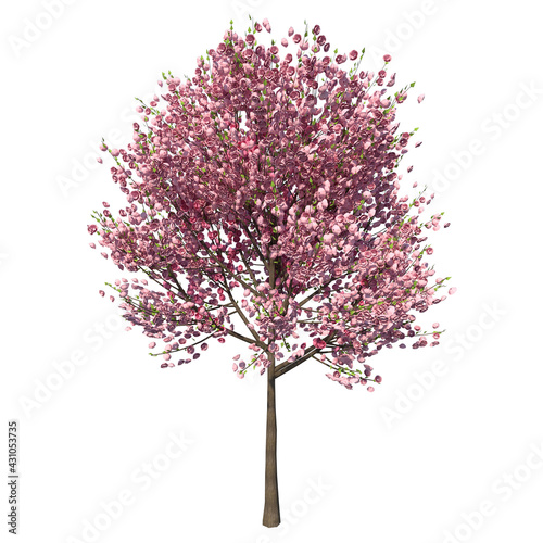Front view of Tree (Cherry tree ) Plant white background 3D Rendering Ilustracion 3D © Emmanuel Vidal