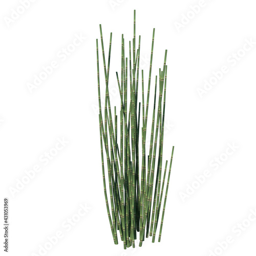 Front view of Plant ( rough horsetail ) Tree white background 3D Rendering Ilustracion 3D
