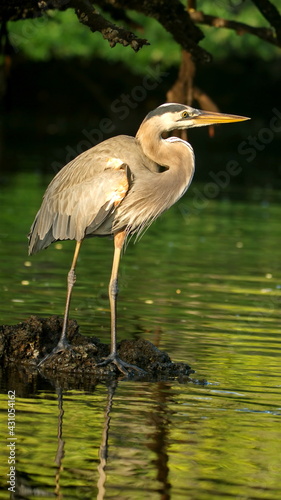 Great blue heron (Ardea Herodias) in a mangrove swamp at Caleta Tortuga Negra, Baltra Island, Ecuador photo