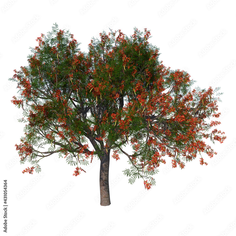 Front view tree ( Flamboyant 1 ) plant white background 3D Rendering Ilustracion 3D