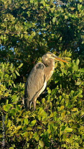 Great blue heron (Ardea Herodias) perched in a mangrove tree at Caleta Tortuga Negra, Baltra Island, Ecuador photo