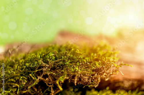 Natural background with hypnum moss in the foreground and tree bark in blur, warm sun with bokeh and copy space photo