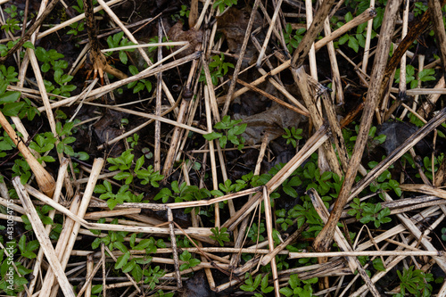 many green grass sprouts have sprouted among the dry grass stalks