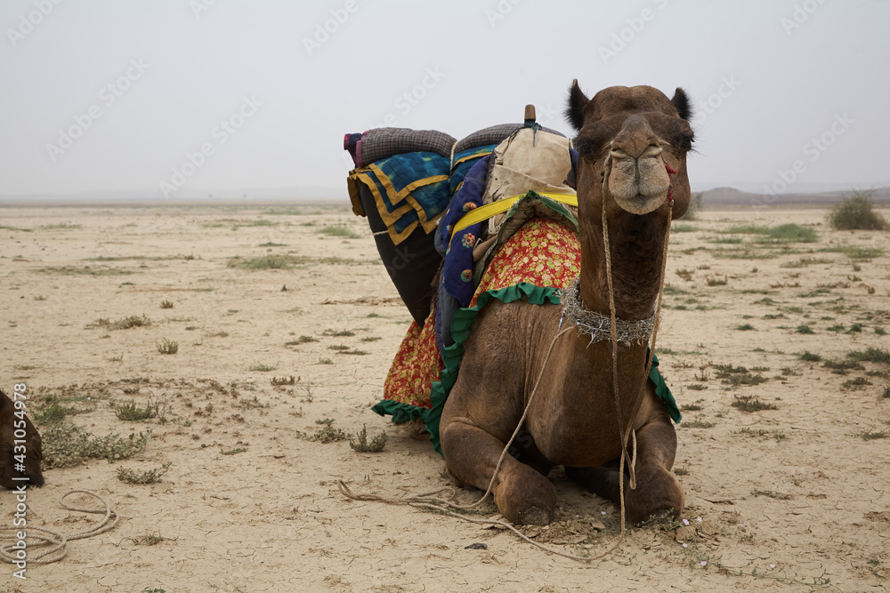 Dromedary in the desert looks at the camera. It's ready to take off, just need to stand up as it sits. Overcast sky. Normal perspective. Day. - obrazy, fototapety, plakaty 