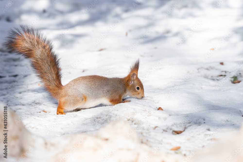 Squirrel in winter sits on a tree.. Squirrel in winter sits on a tree..