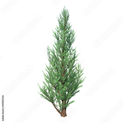Front view of Plant ( Juniper 1) Tree white background 3D Rendering Ilustracion 3D