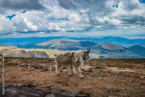 goat in the mountains