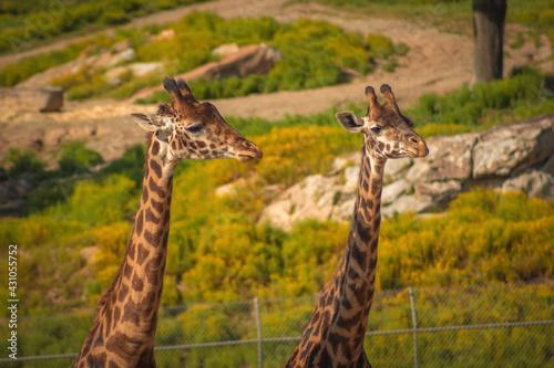 giraffe eating grass