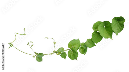 Foto Twisted jungle vines liana plant Cowslip creeper vine (Telosma cordata) with heart shaped green leaves and flowers isolated on white background, clipping path included