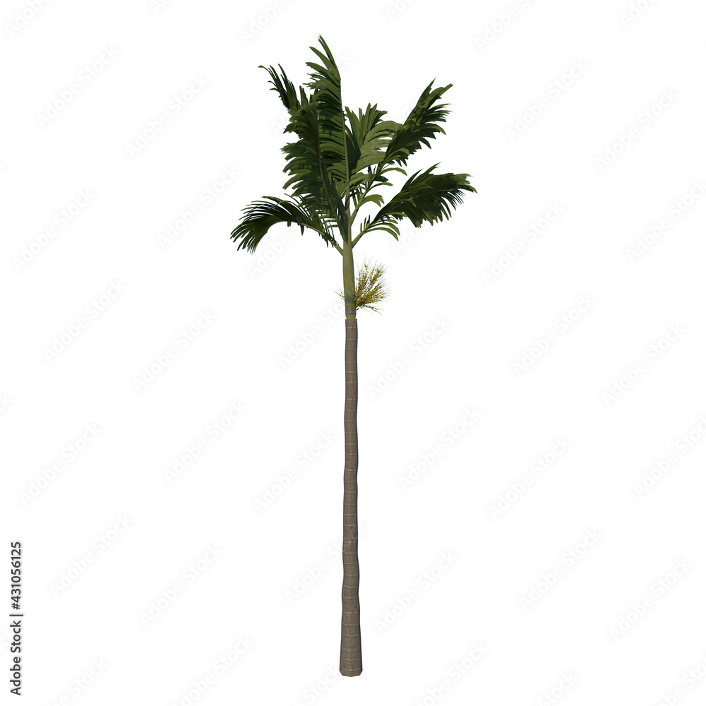 Front view tree (Adolescent Areca catuche Tree Palm 2) white background 3D Rendering Ilustracion 3D Front view tree (Adolescent Areca catuche Tree Palm 2) white background 3D Rendering Ilustracion 3D