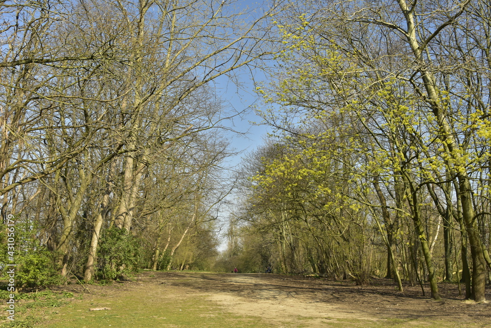 Fototapeta premium L'allée principale en terre traversant en longueur le parc Sint-Vincent à Evere