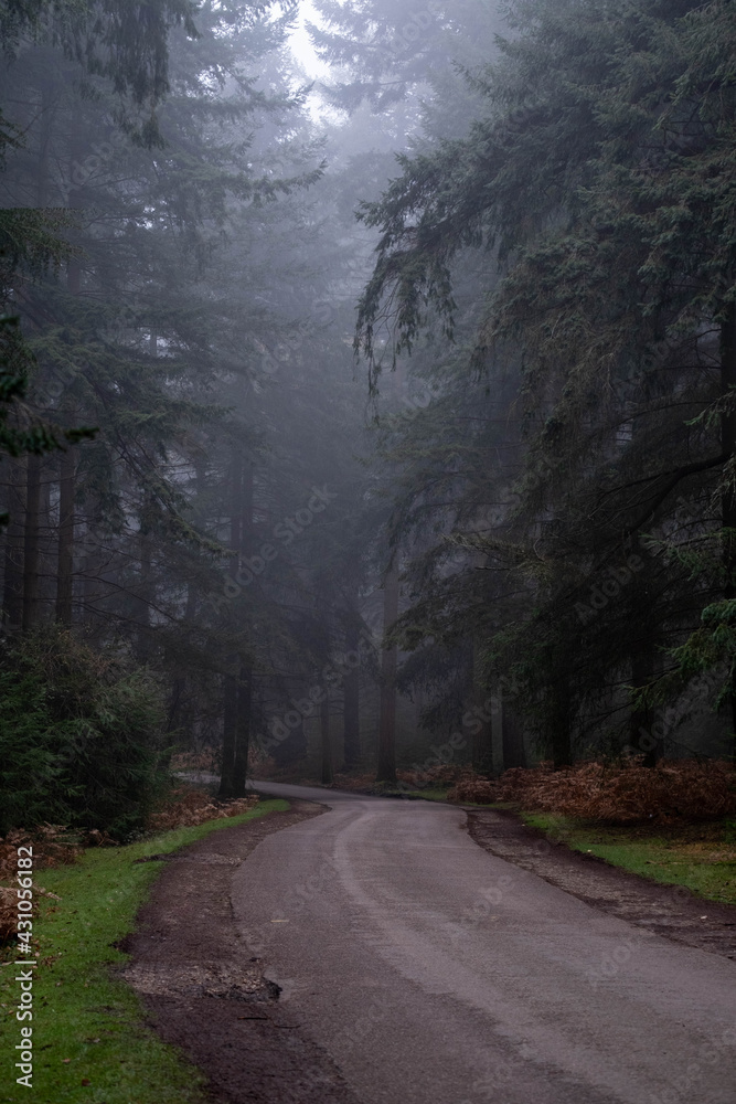 morning in the forest morning in the forest
