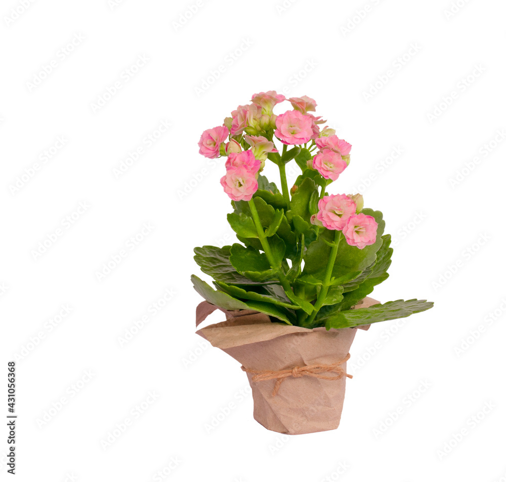 isolated pink flowers in a pot. calendula isolated pink flowers in a pot. calendula