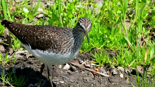 Bird - Wood Sandpiper ( Tringa glareola ) stands in shallow water and walks through the swamp, in summer day, close-up, close up, slow motion photo