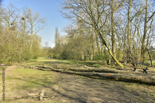 Troncs d'arbre couchés en travers sur l'allée principale du parc Saint-Vincent à Evere 