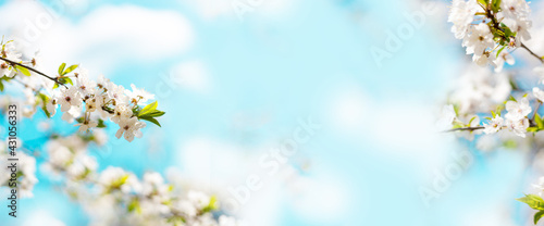 Beautiful nature scene with cherry blossom tree and sunbeams on blue frame background. Beautiful spring border,landscape panorama, copy space. © Shi 