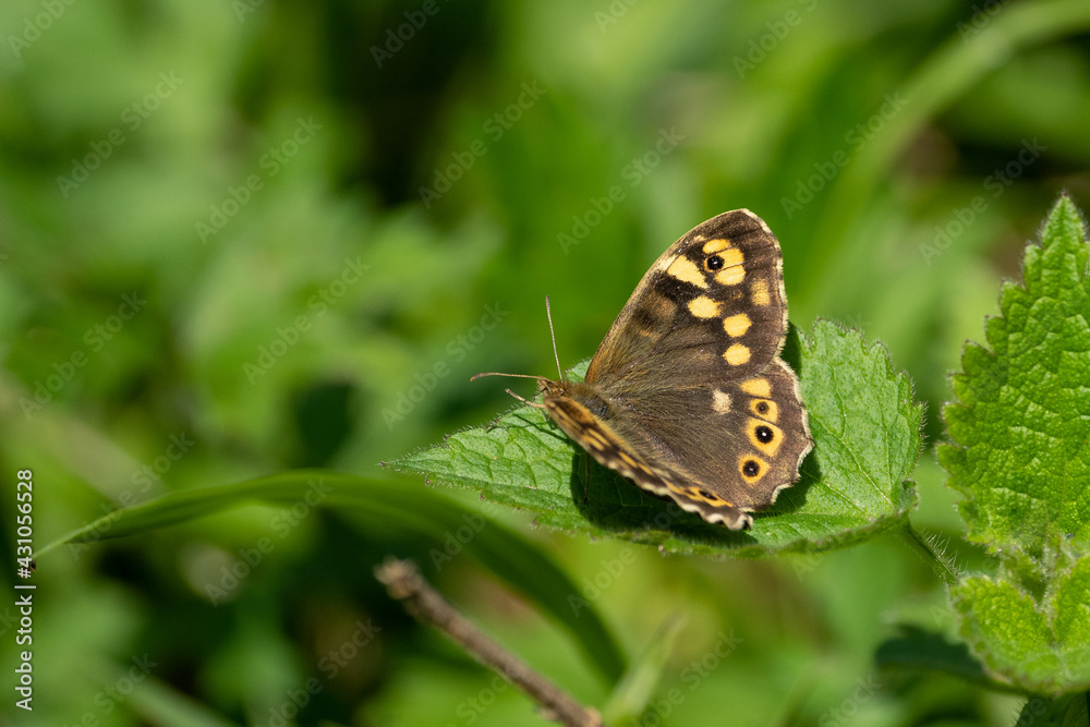 ein Waldbrettspiel Schmetterling sitzt auf einen Grünen Blatt im Sonnenschein ein Waldbrettspiel Schmetterling sitzt auf einen Grünen Blatt im Sonnenschein