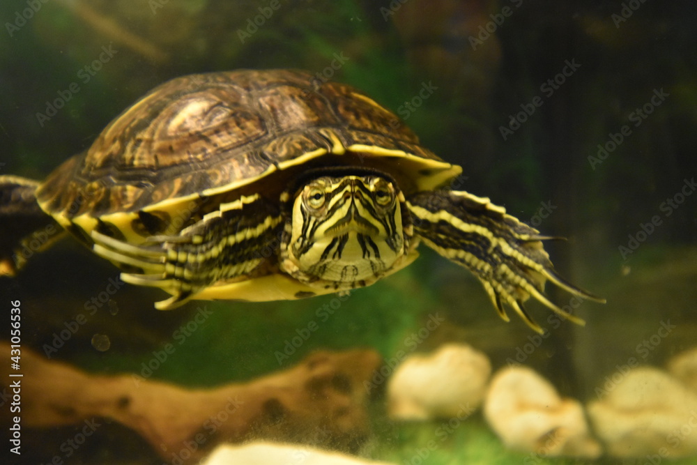 Various Terrapin shots from their two aquariums.