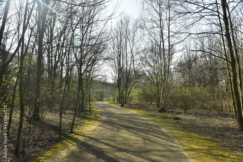 Les ombres des arbres sur un chemin en bitume au parc Saint-Vincent à Evere Les ombres des arbres sur un chemin en bitume au parc Saint-Vincent à Evere