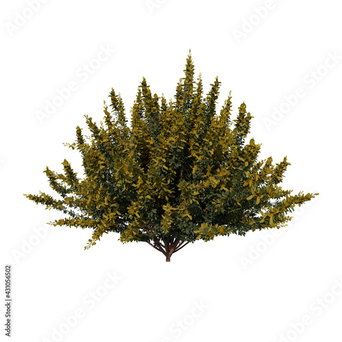 Front view tree ( Young Cytisus scoparius common broom 3) white background 3D Rendering Ilustracion 3D