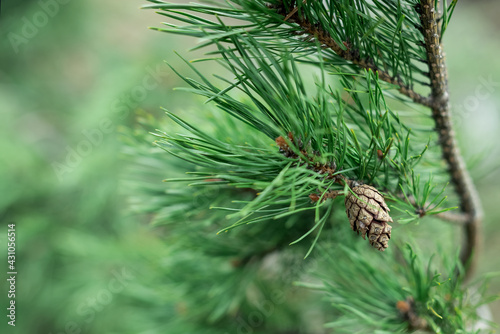 Close up pine tree twig with long needles and cones on blurred natural background