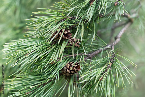  Pine tree twig with long needles and cones on blurred natural background