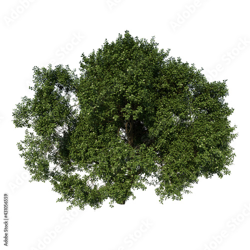 Front view tree ( Red Lucky Seed 2) white background 3D Rendering Ilustracion 3D