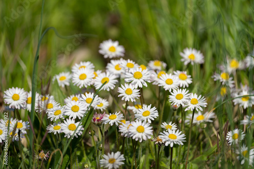 viele Gänseblümchen im sonnenschein