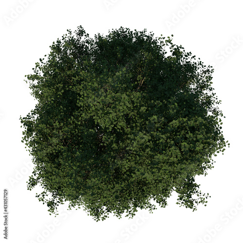 Top view of Tree (Silver Linden 3) Plant white background 3D Rendering Ilustracion 3D