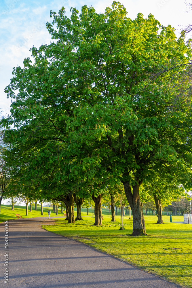 Tree in a park