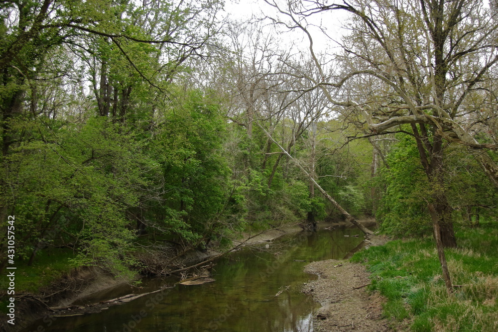 Green foliage along the river bank