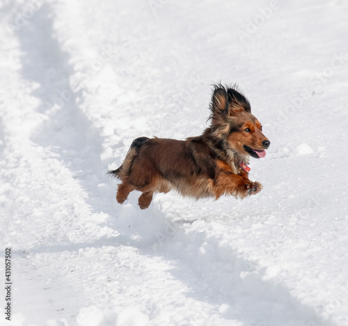 Long haired Dachshund dog jumping in the snow photo