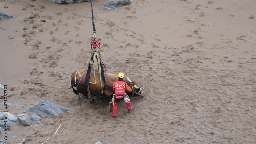 Emergency helicopter rescue a 1000 kg bull. Salvage concept Emergency helicopter rescue a 1000 kg bull. Salvage concept