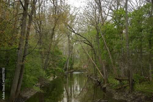 Tree covered river in a park