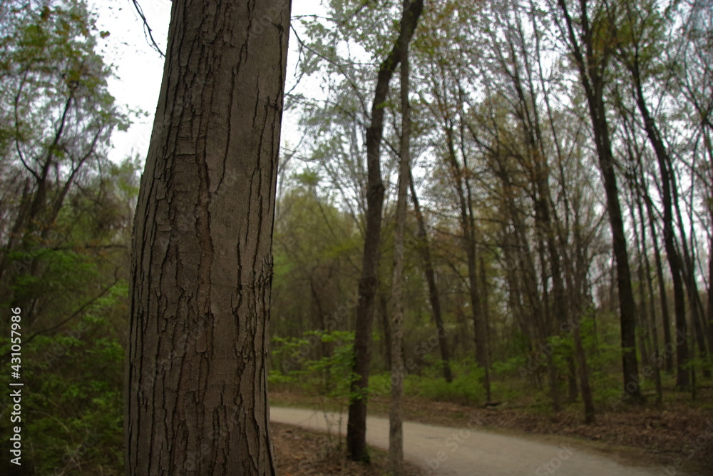 Textured tree by a forest path