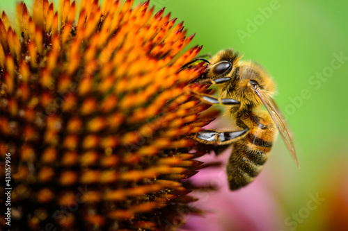 Bee sitting on flower - charming shot