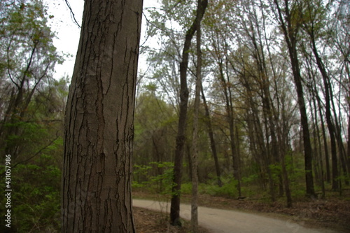 Textured tree by a forest path
