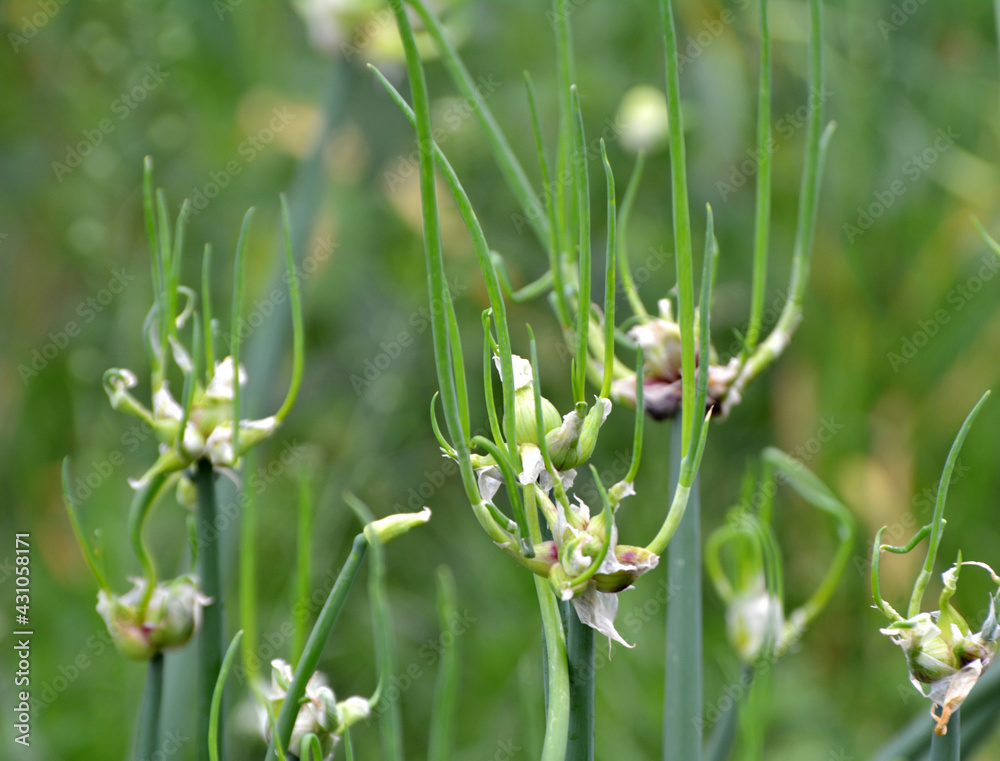 The garden grows multi-tiered onions The garden grows multi-tiered onions