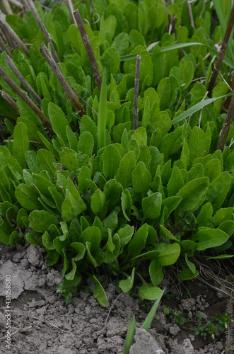 Fresh leaves from tanacedum balsamita (costmary) plant in a garden photo