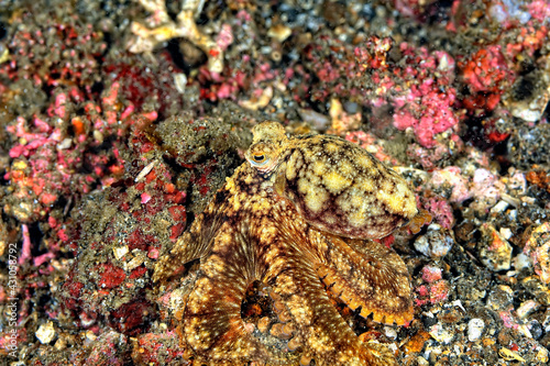 Photography A picture of a coconut octopus