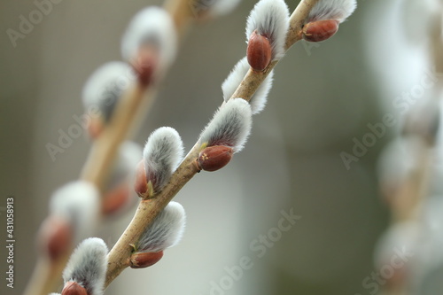 Willow branches with fluffy catkins close-up outdoors. The symbol of Easter and Palm Sunday. Fluffy silver-pink pussy willow earrings. photo