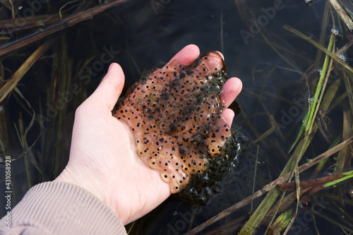 Frogs breed in the spring. A female hand holds toad caviar on the background of a rustic pond