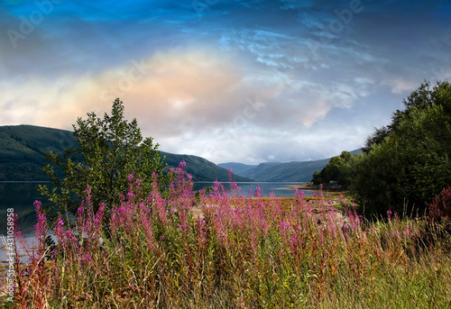 Rosebay Willowherb on Loch Fyne photo