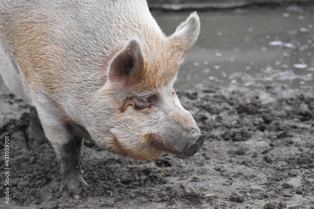 Rescued pigs enjoying breakfast. Rescued pigs enjoying breakfast.