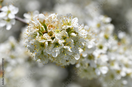 Nahaufnahme von Blüten eines Sanddorn-Strauches in der Sonne - Close up of blossoms of a sea buckthorn bush in the sun photo