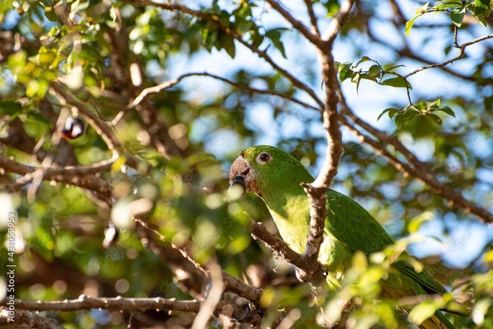 Maritaca, Brazilian bird with the name of maritaca in a jabuticabeira eating jabuticabas, selective focus.