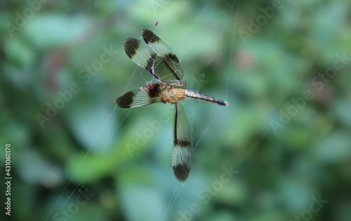 Close up of a dead golden yellow color skimmer dragonfly hanging on a spider web photo