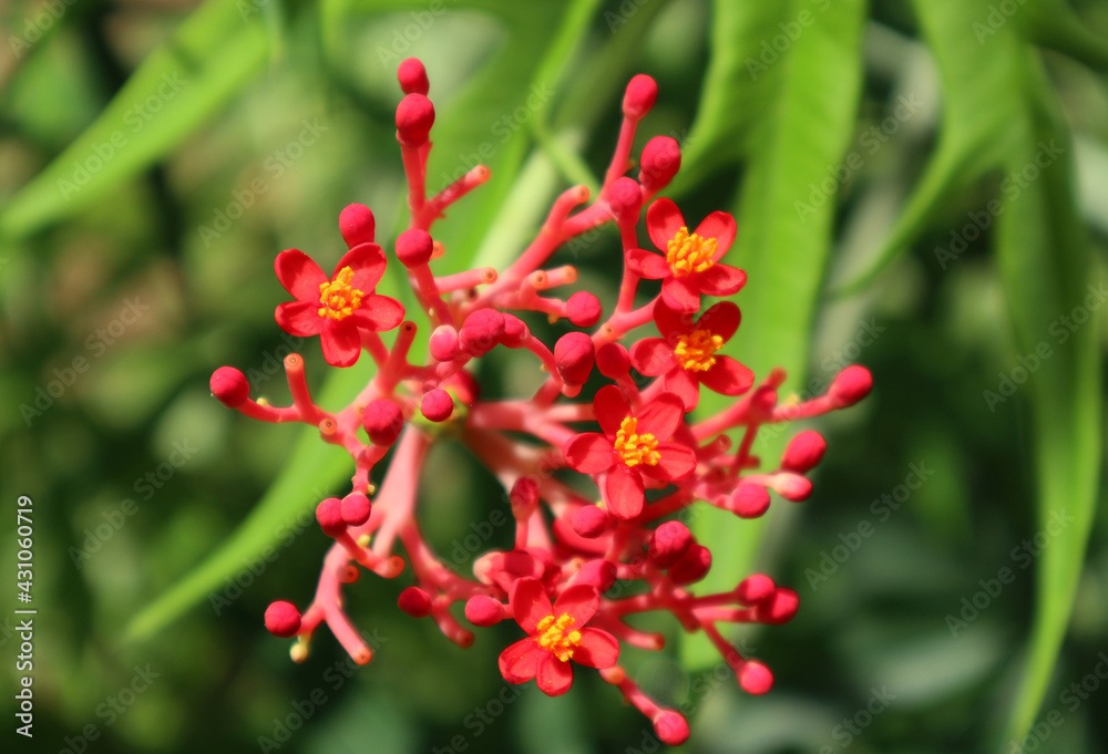 Close up of a cluster of tiny red flowers in a sunny day Close up of a cluster of tiny red flowers in a sunny day
