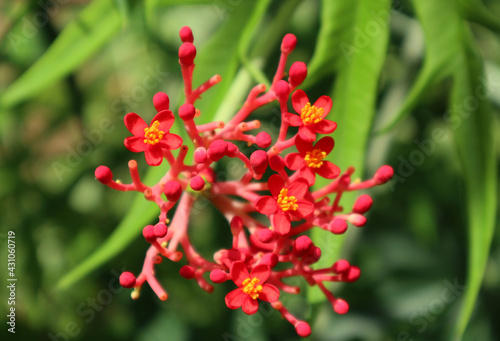 Close up of a cluster of tiny red flowers in a sunny day
